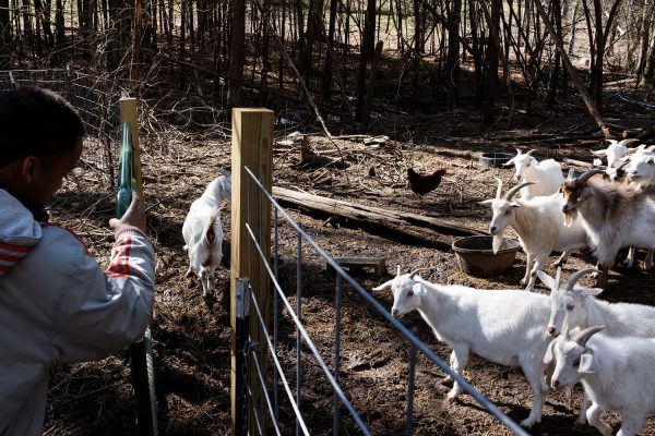 260828 goats north carolina ww 2001 78d196