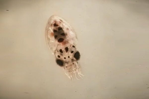 Octopus Paralarva