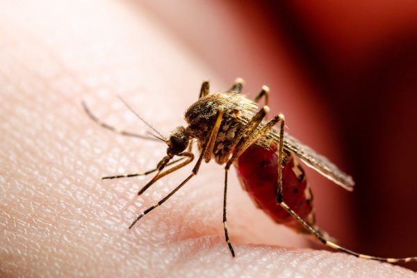 SA Culex mosquito West Nile virus