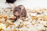brown lab mouse t