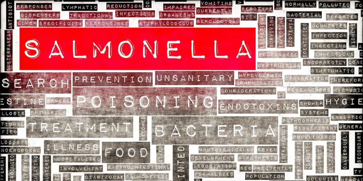 salmonella salmonellosis