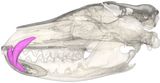 thylacine skull scan t