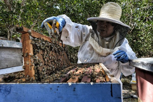 1006 BEEKEEPINGPIX LEDE