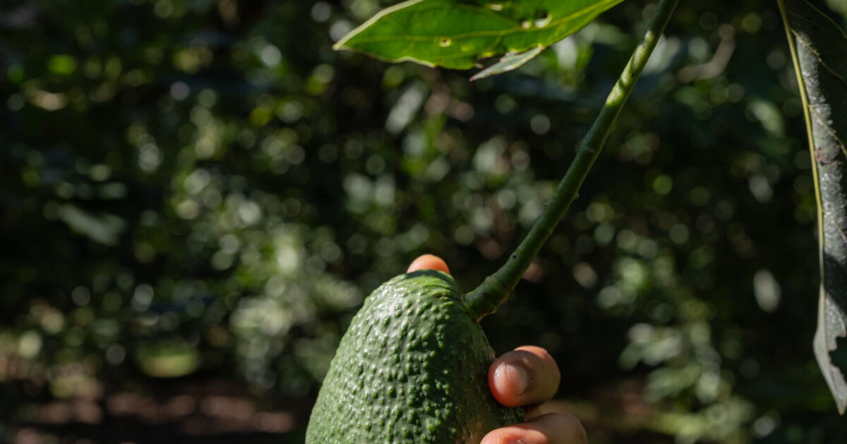 1566390 fg mx michoacan avocado farming cartel violence 75