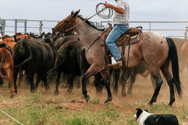 1568544 enviro ranchers climate change sd 13