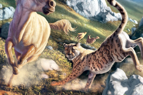 AmericanCheetah