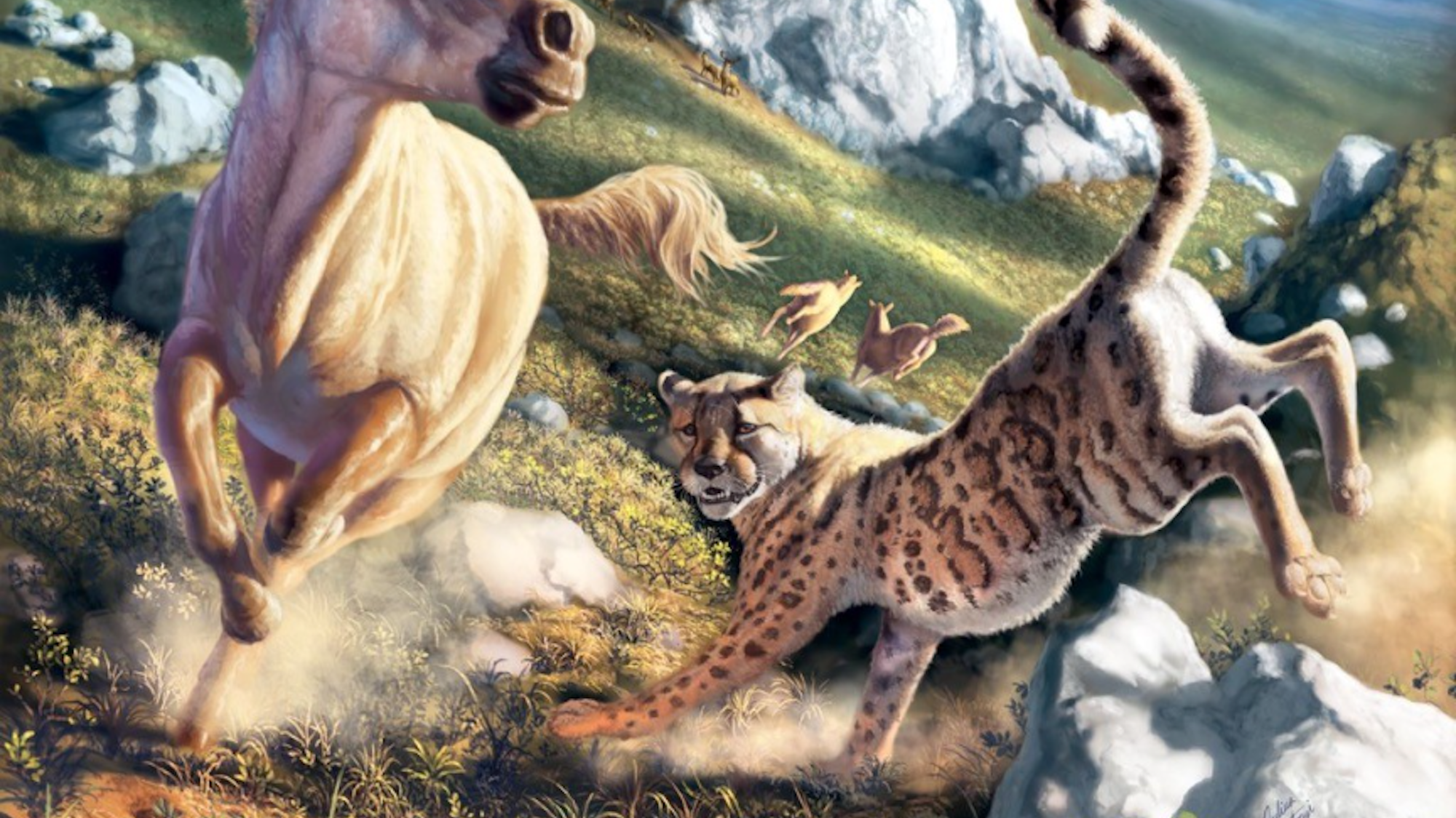 AmericanCheetah