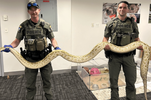 Coney Island Python