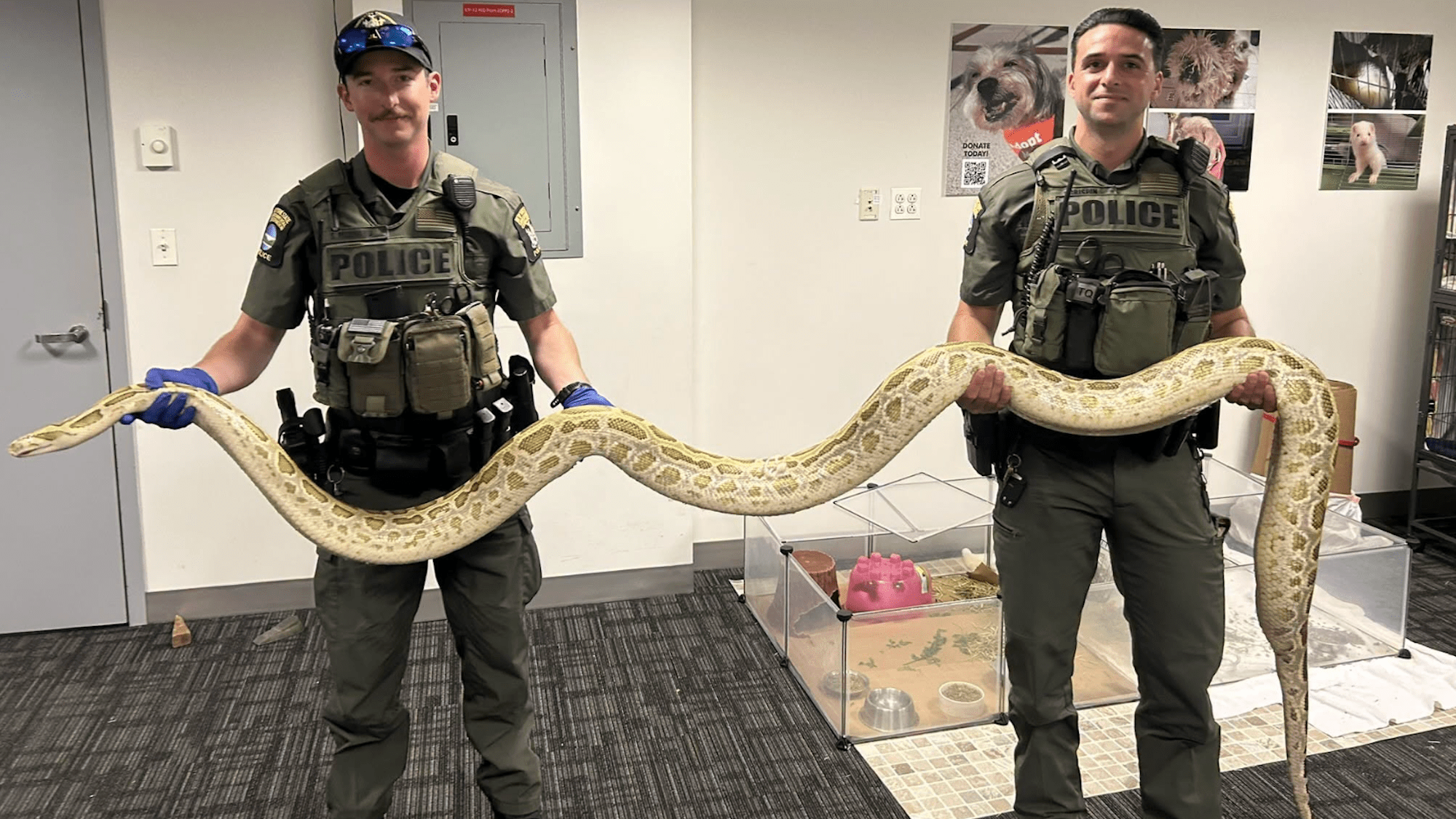 Coney Island Python