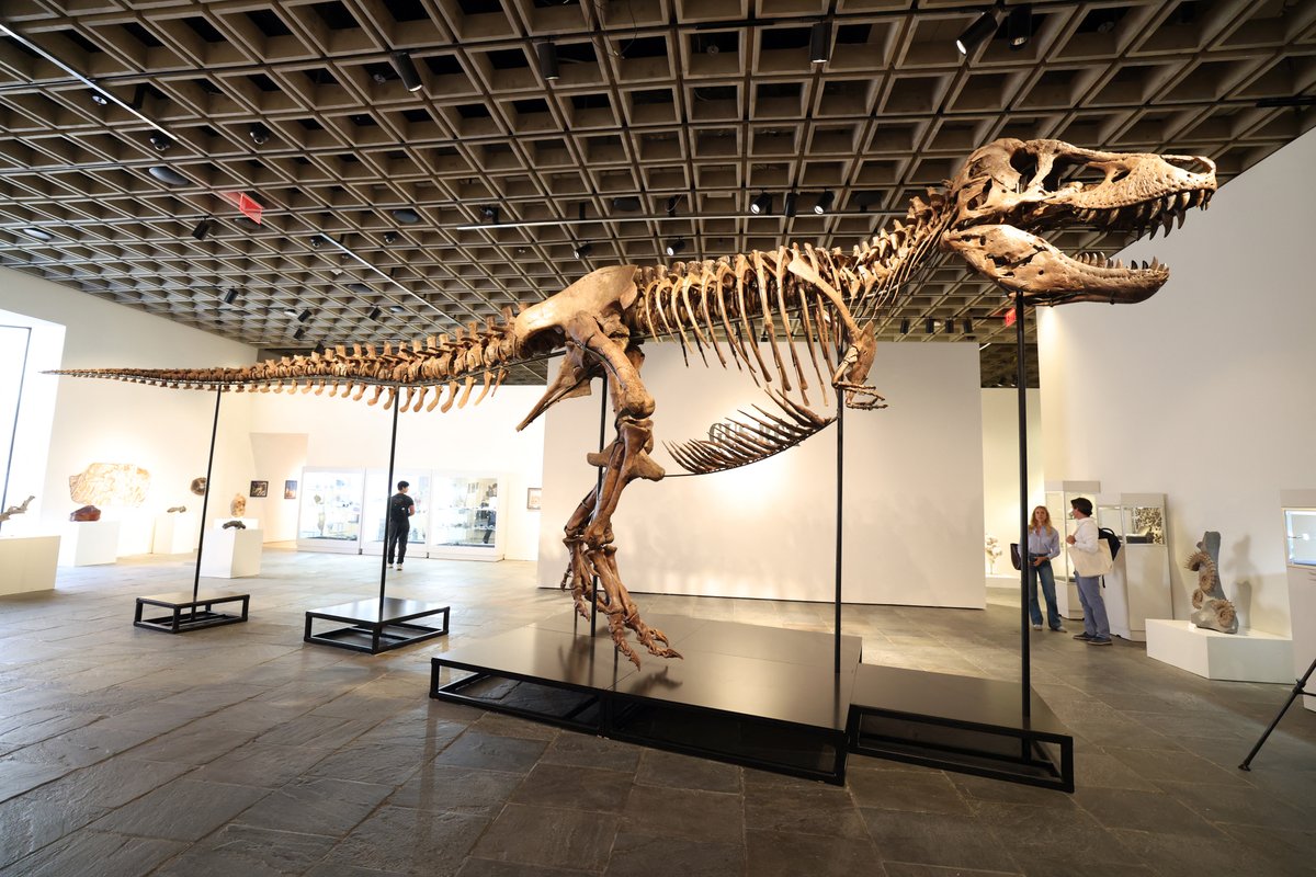 Gus dino fossil