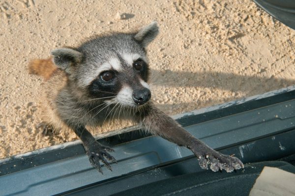 Pygmy Raccoon Cozumel RF