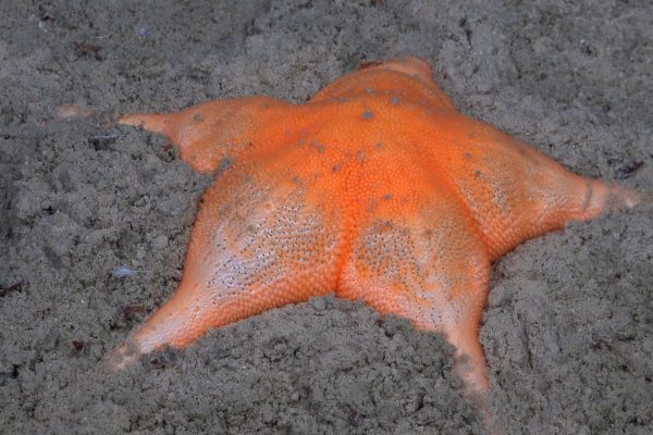 Sea Star Species
