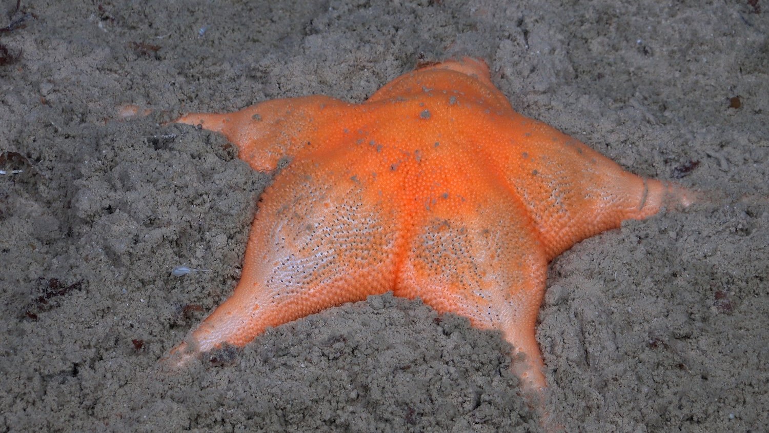 Sea Star Species