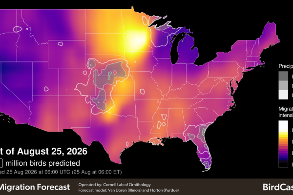 aug 25 bird migration