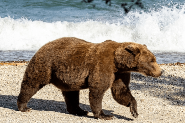 bear 910 2024