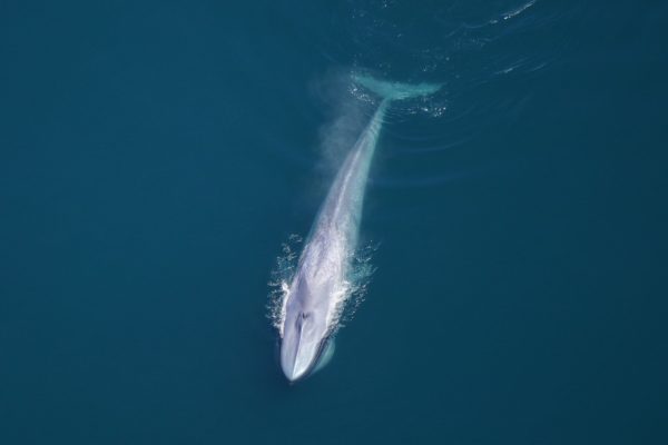 blue whale survey