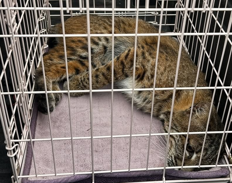bobcat cage