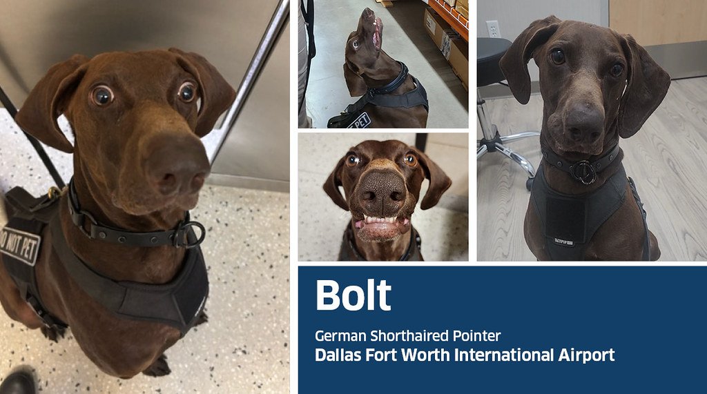 bolt tsa collage