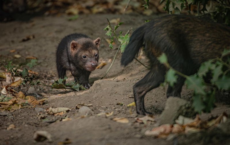 bush dog embed