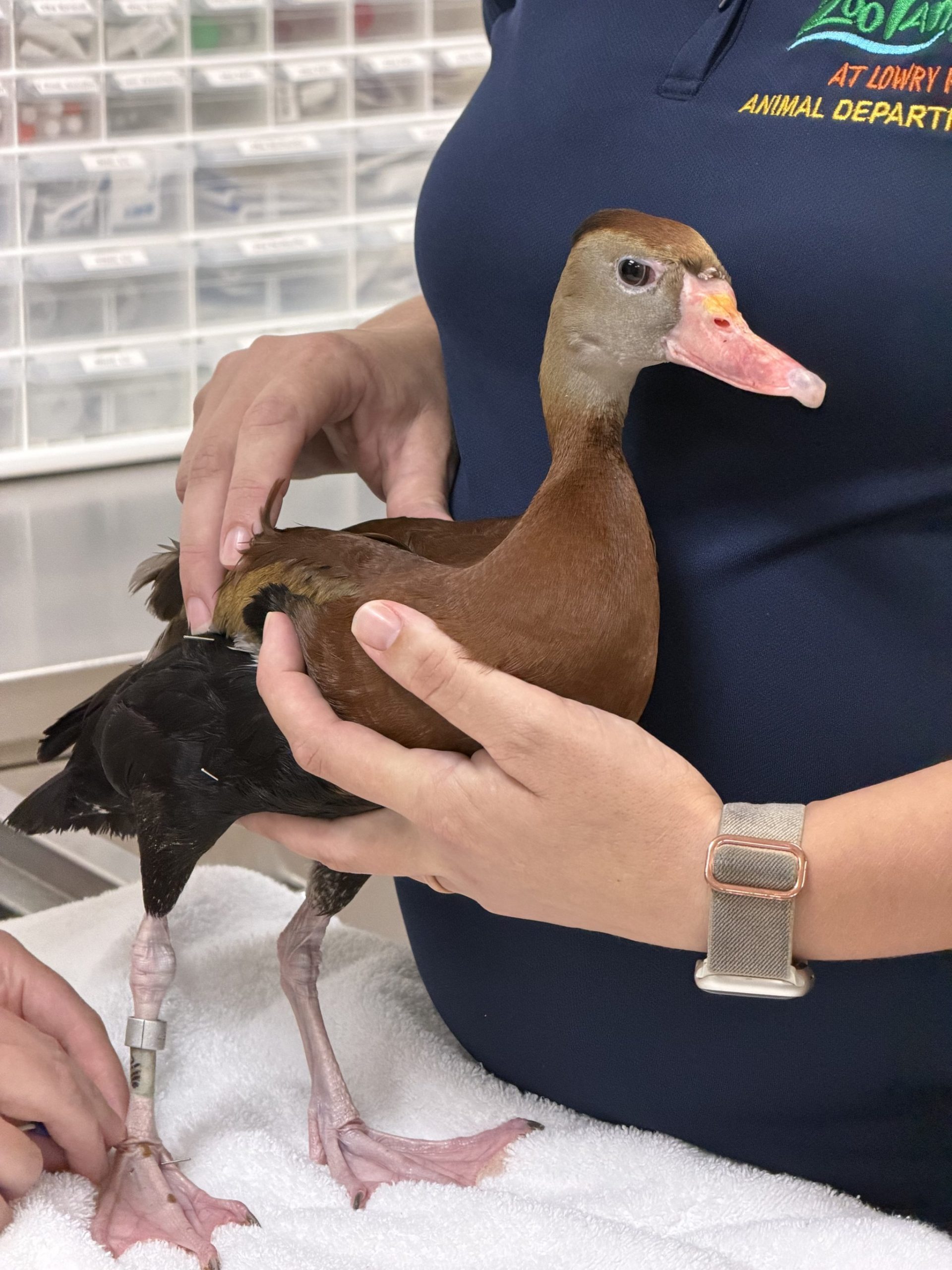 duck accupuncture rotated scaled