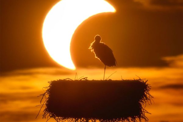 eclipse stork