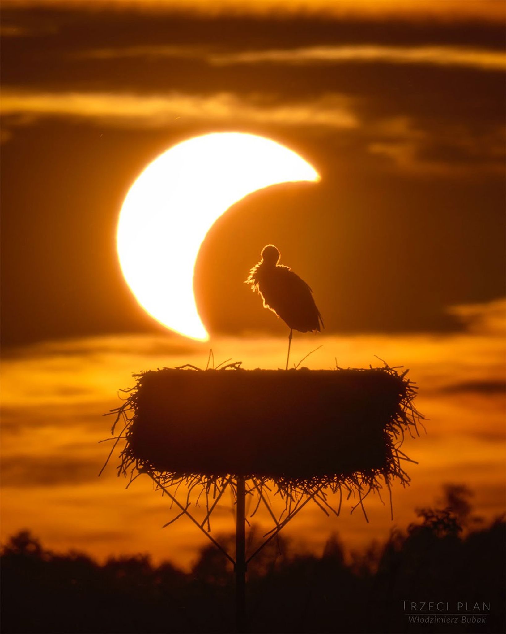 eclipse stork
