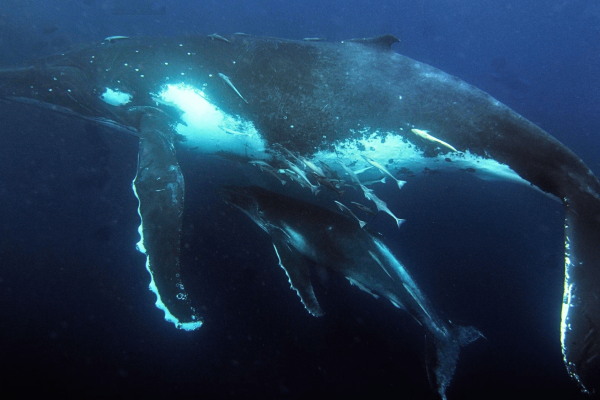 humpback whale birth australia