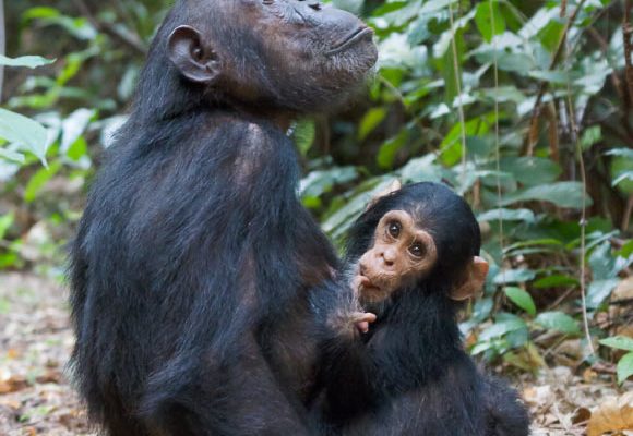 image 15042 Eastern Chimpanzees