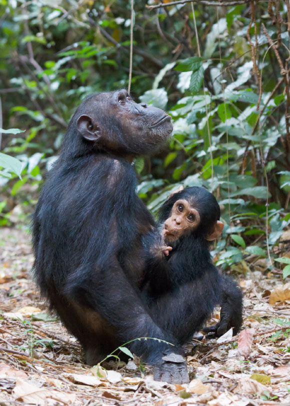 image 15042 Eastern Chimpanzees
