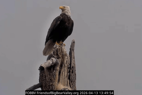 jackie eagle april 2026