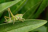 katydid t