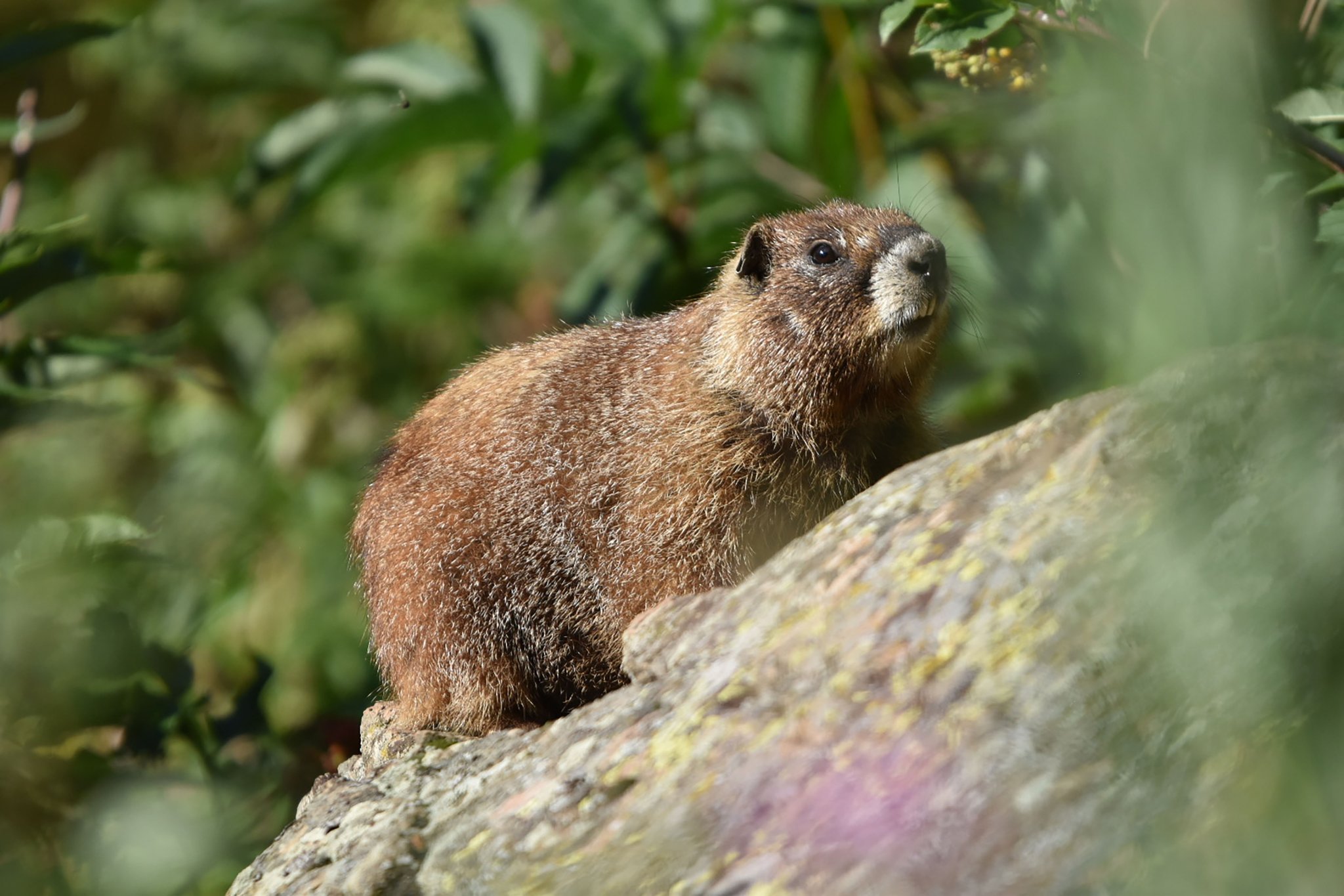 marmot embed