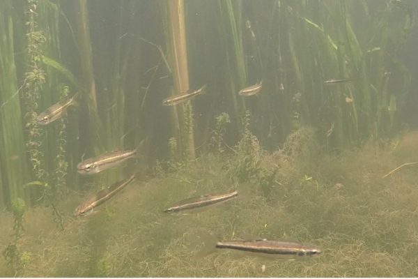 muddy water fish