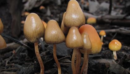 psilocybe pelliculosa 122504