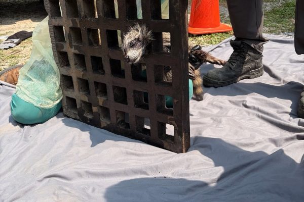 rescue team work