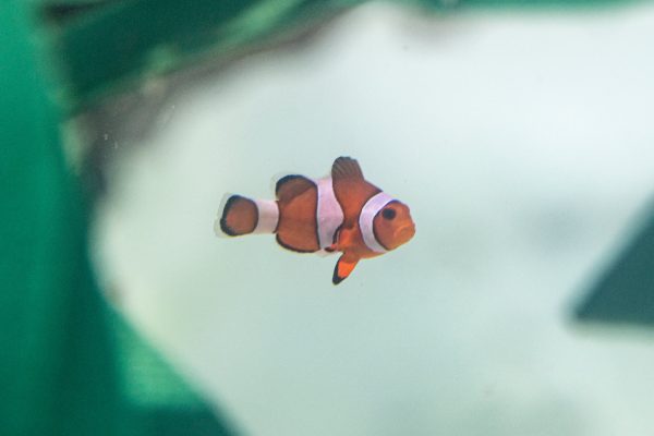 rescued clownfish