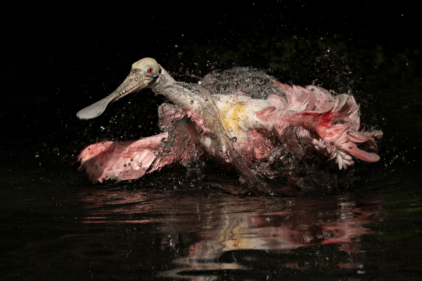 roseate spoonbill