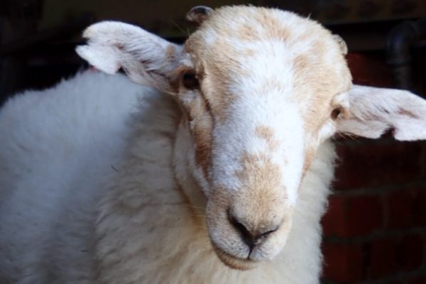 sheeppox 1152x648 1788203007