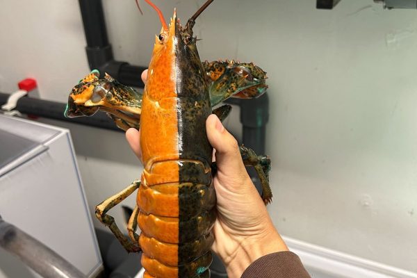 split lobster