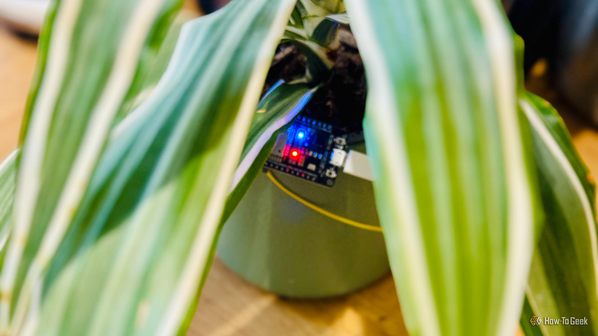 the blue led flashing on an esp32 connected to a soil moisture sensor in a plant pot