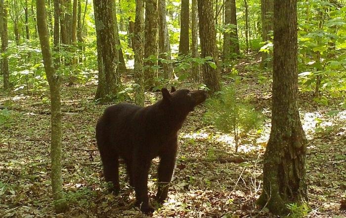 trail cam black bear