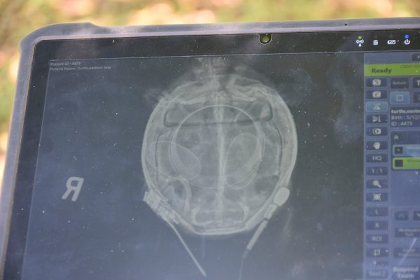 turtle egg xray