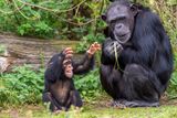 young chimpanzee adult chimpanzee accents t